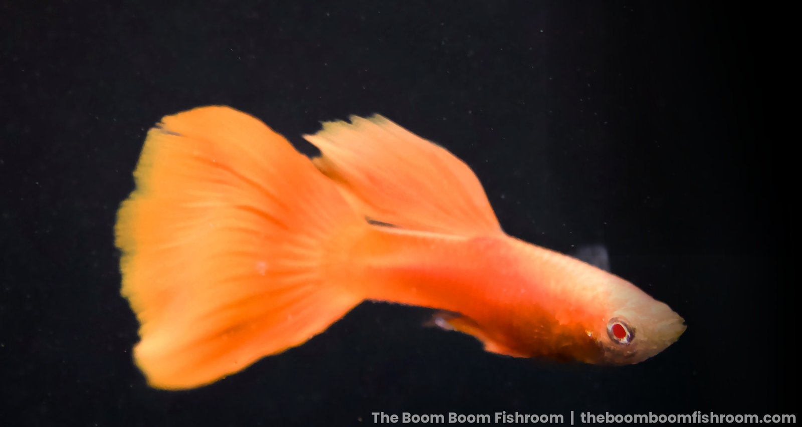 Albino Full Red guppy male with a red tail and light body