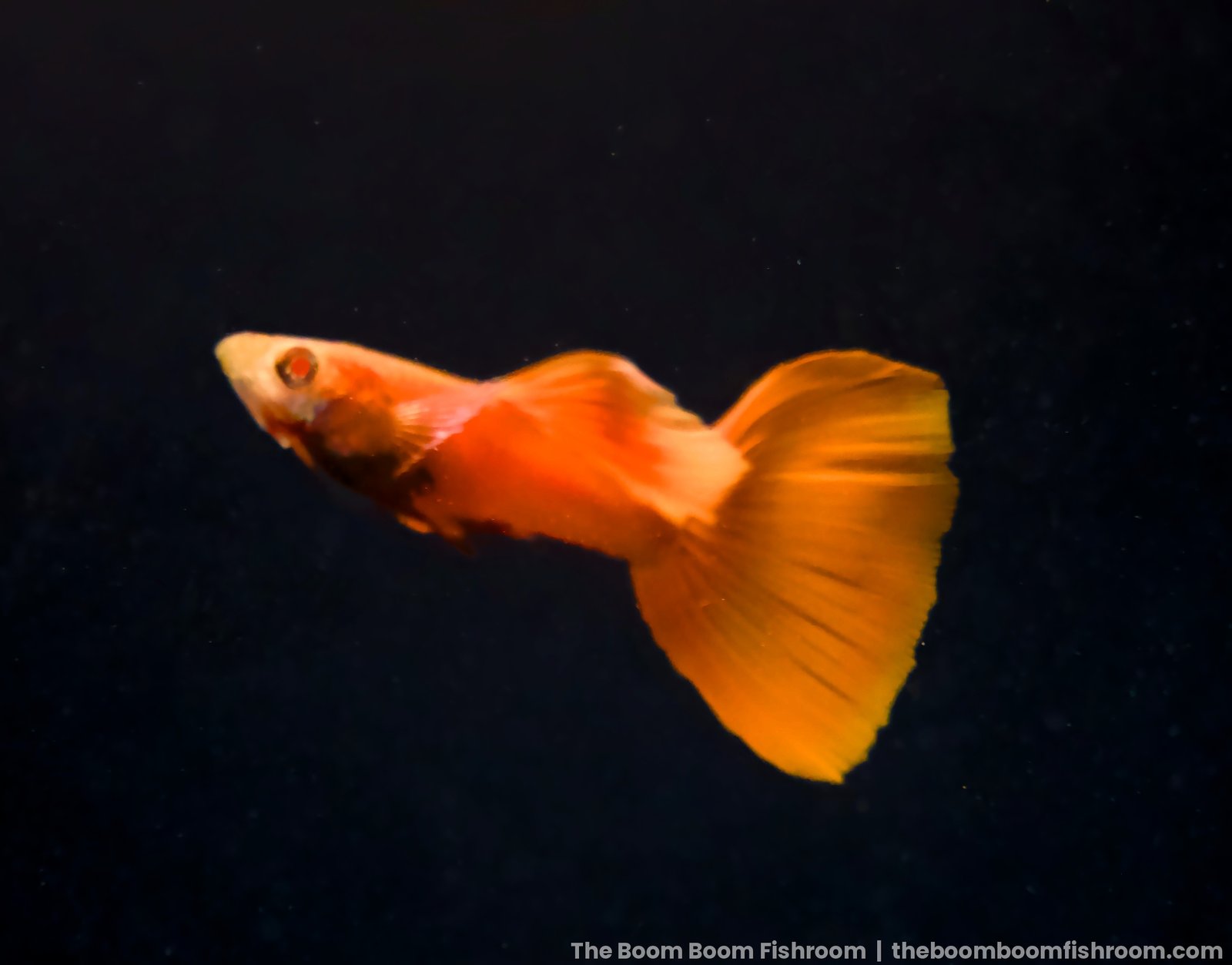 Albino Full Red guppy swimming