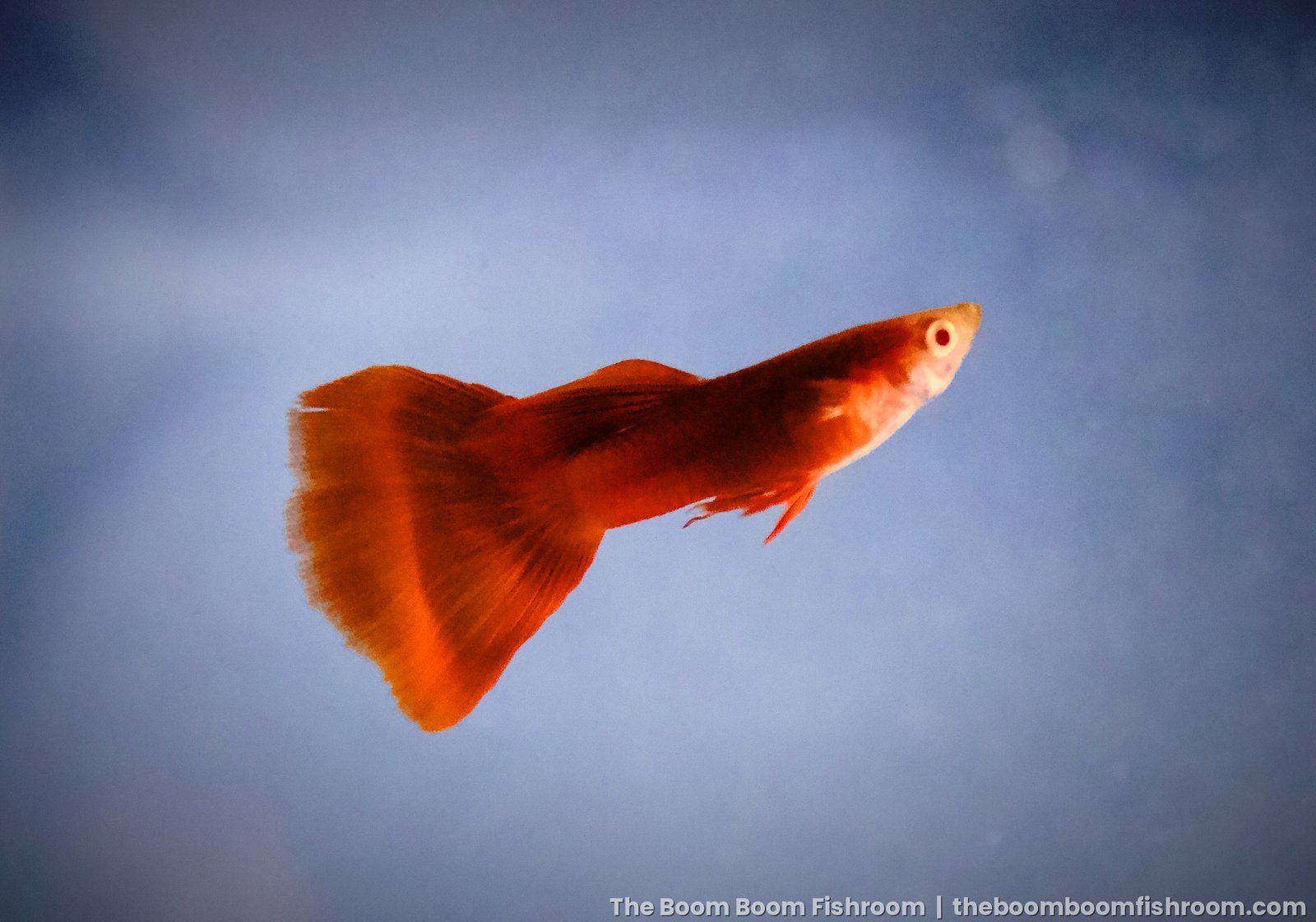 Albino Full Red guppy side view