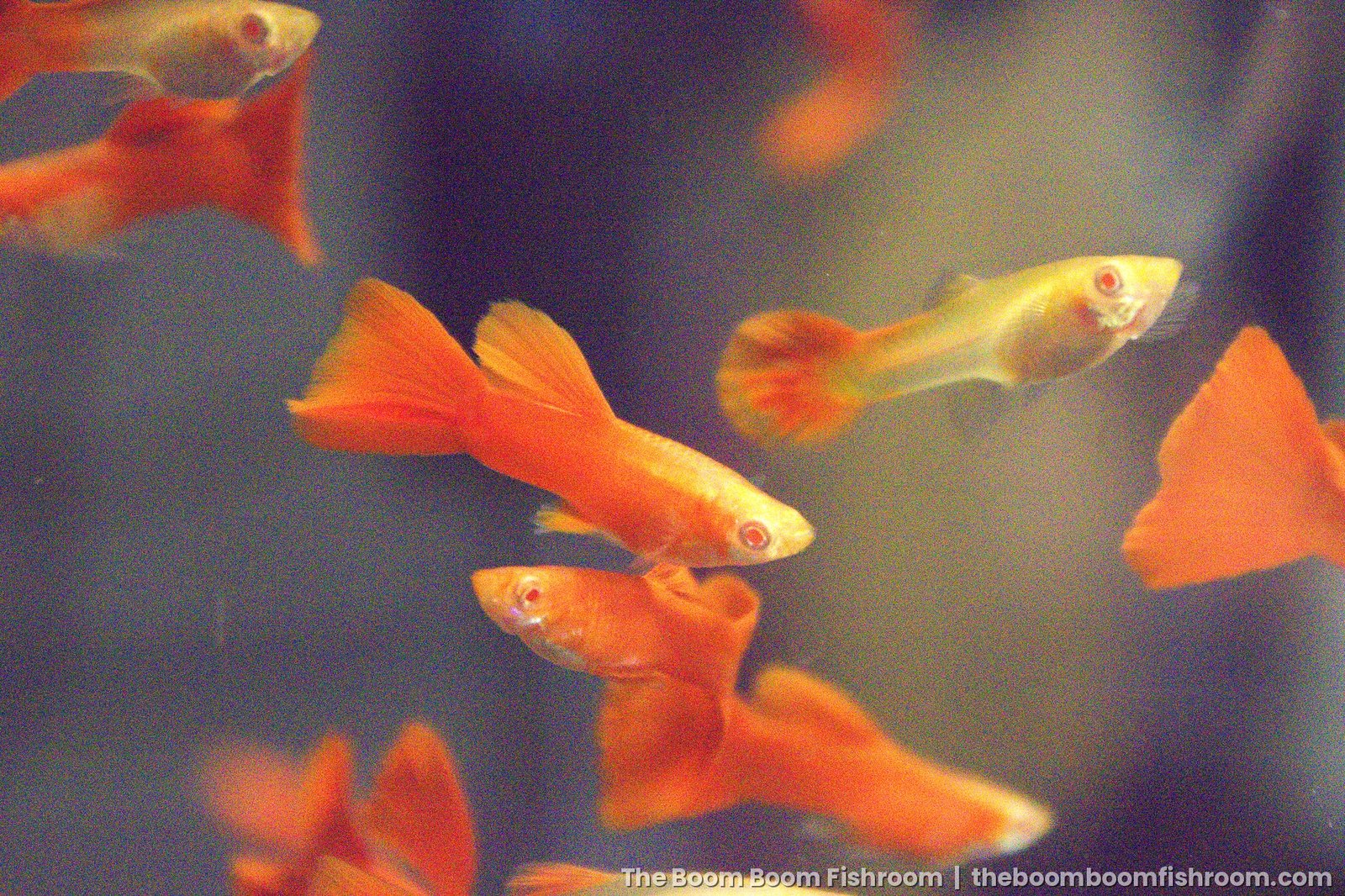 Albino Full Red guppy against a dark background