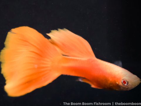Albino Full Red Guppy