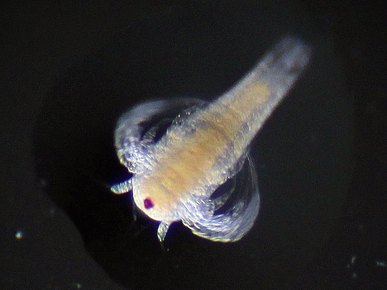 Microscope photo of a newly hatched baby brine shrimp on a black background