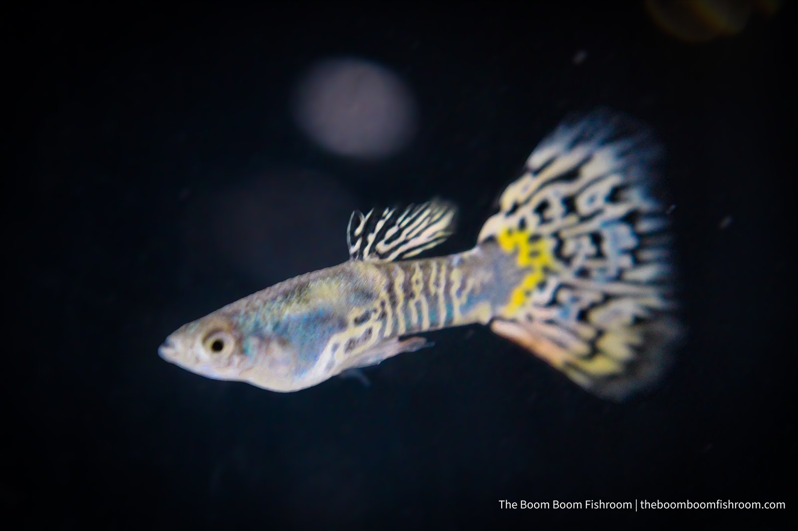 Blue Mosaic guppy with a blue and silver-white mosaic tail