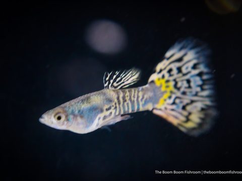 Blue Mosaic Guppy