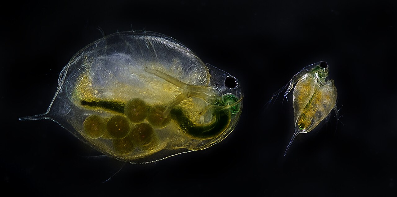 Close-up microscope photo of an adult Daphnia carrying eggs next to a juvenile, on a black background