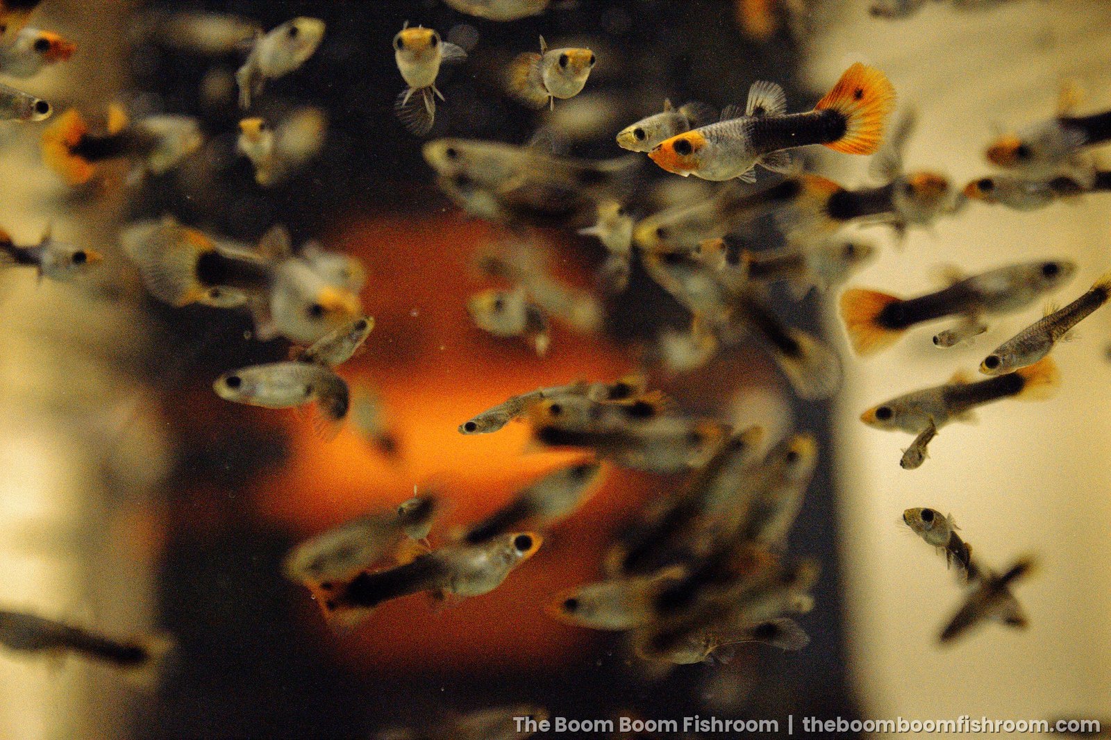 Young guppies in a grow-out tank