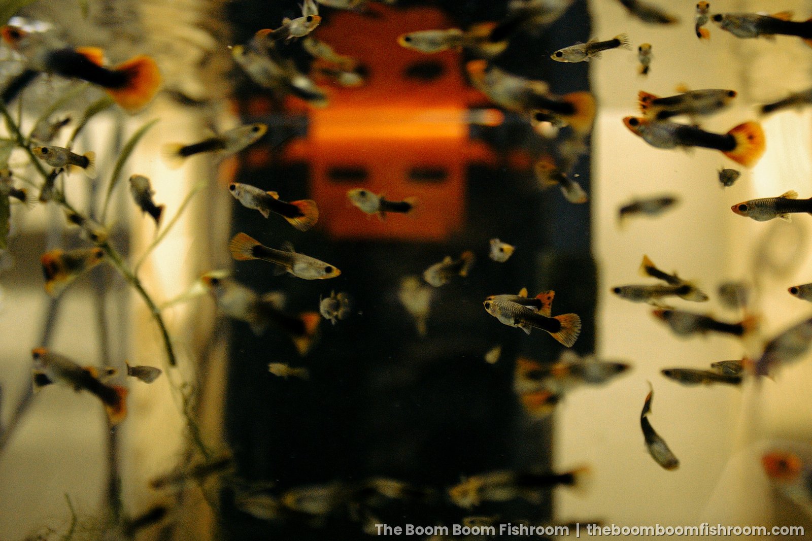 Young guppies and plants in a grow-out tank