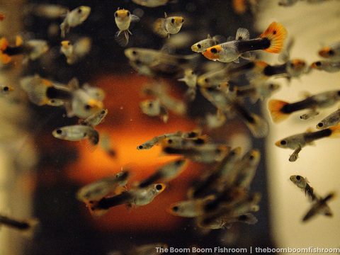 Fancy Guppy Fry