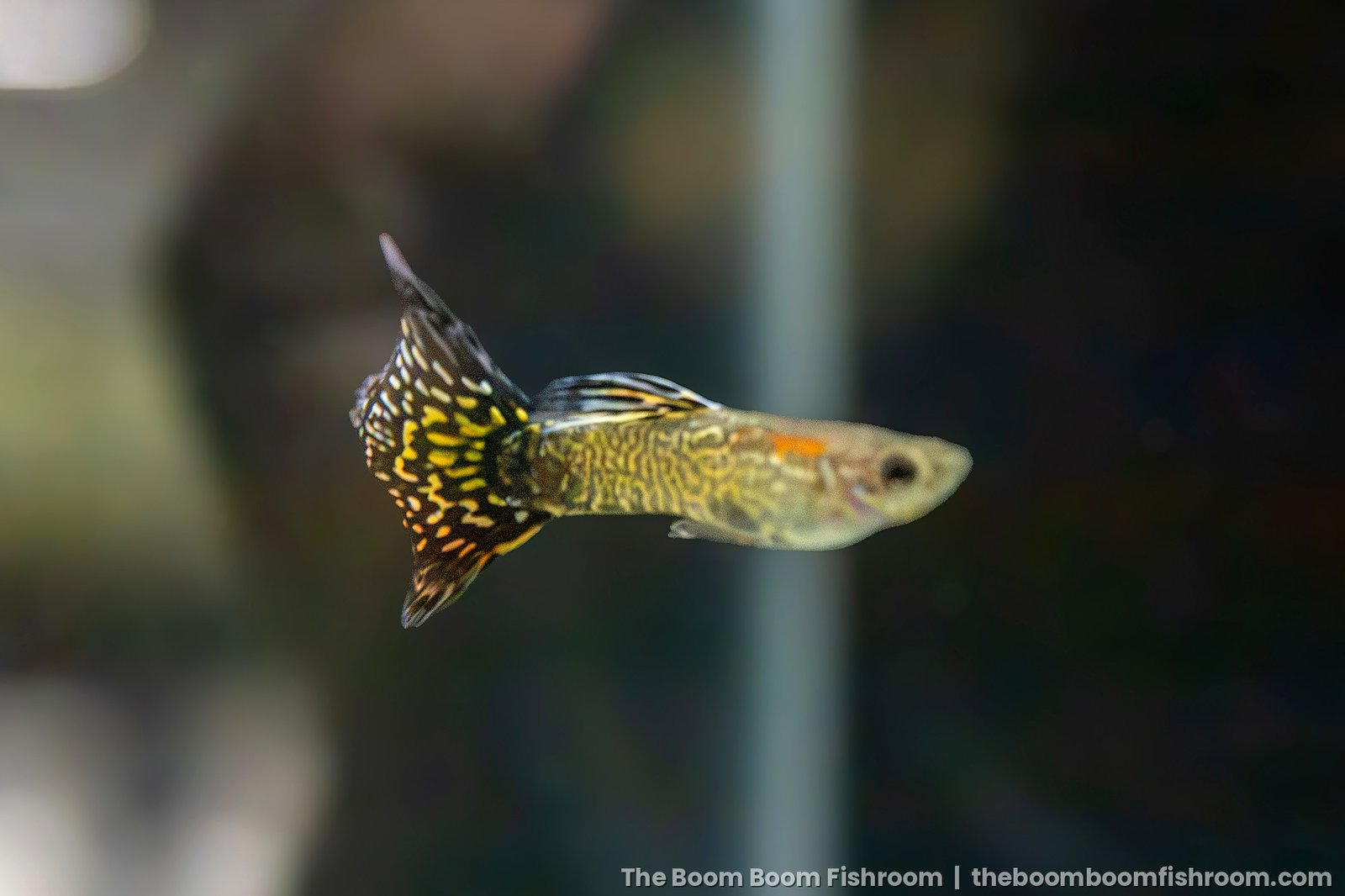 Red-Brown Mosaic guppy, one of our lines