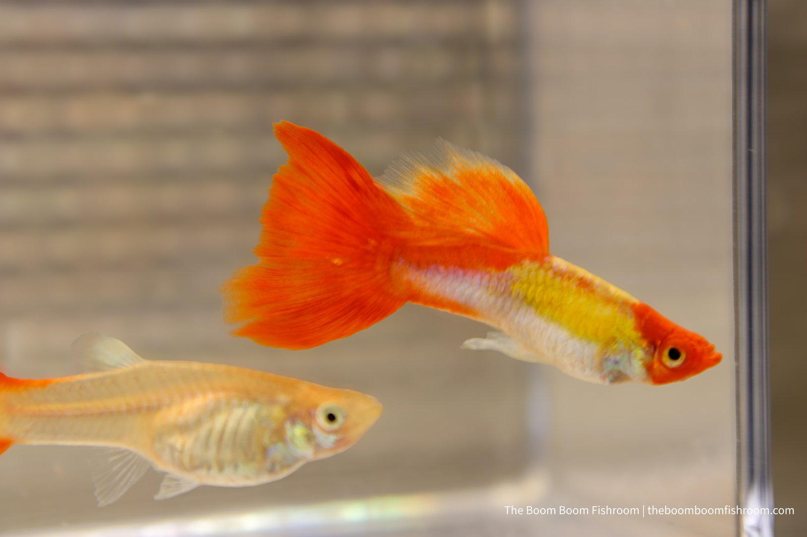 Male Kohaku guppy with an orange tail and a yellow and white body, with a translucent-bodied female beside him