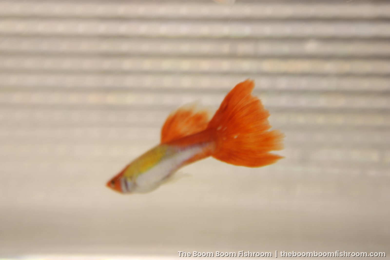 Kohaku guppy swimming in open water with a large orange tail