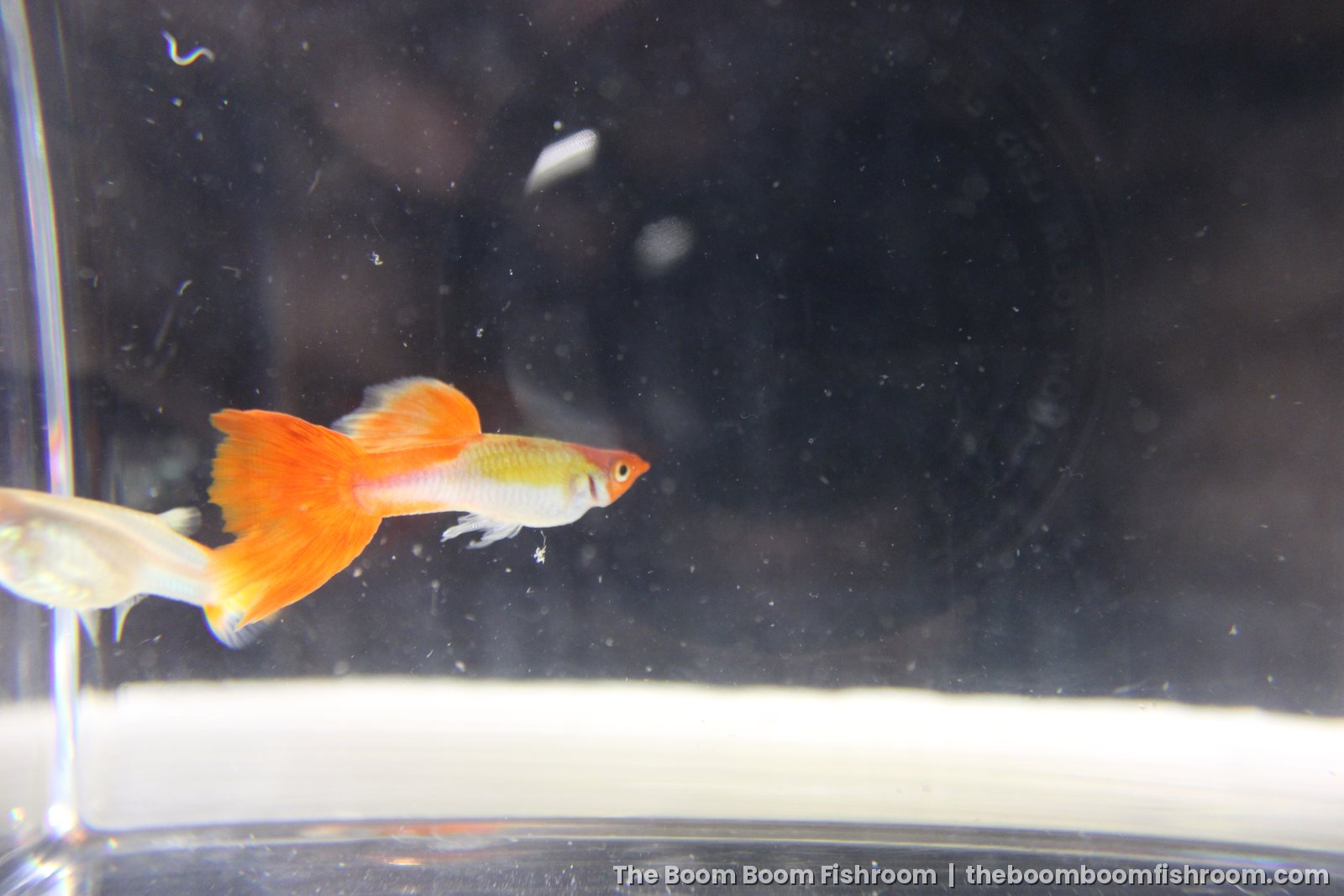 Kohaku guppy against a dark background