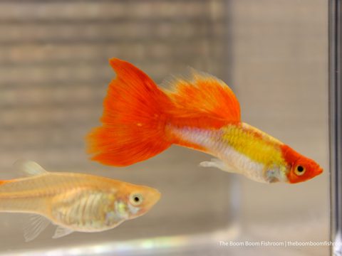 Kohaku Guppy