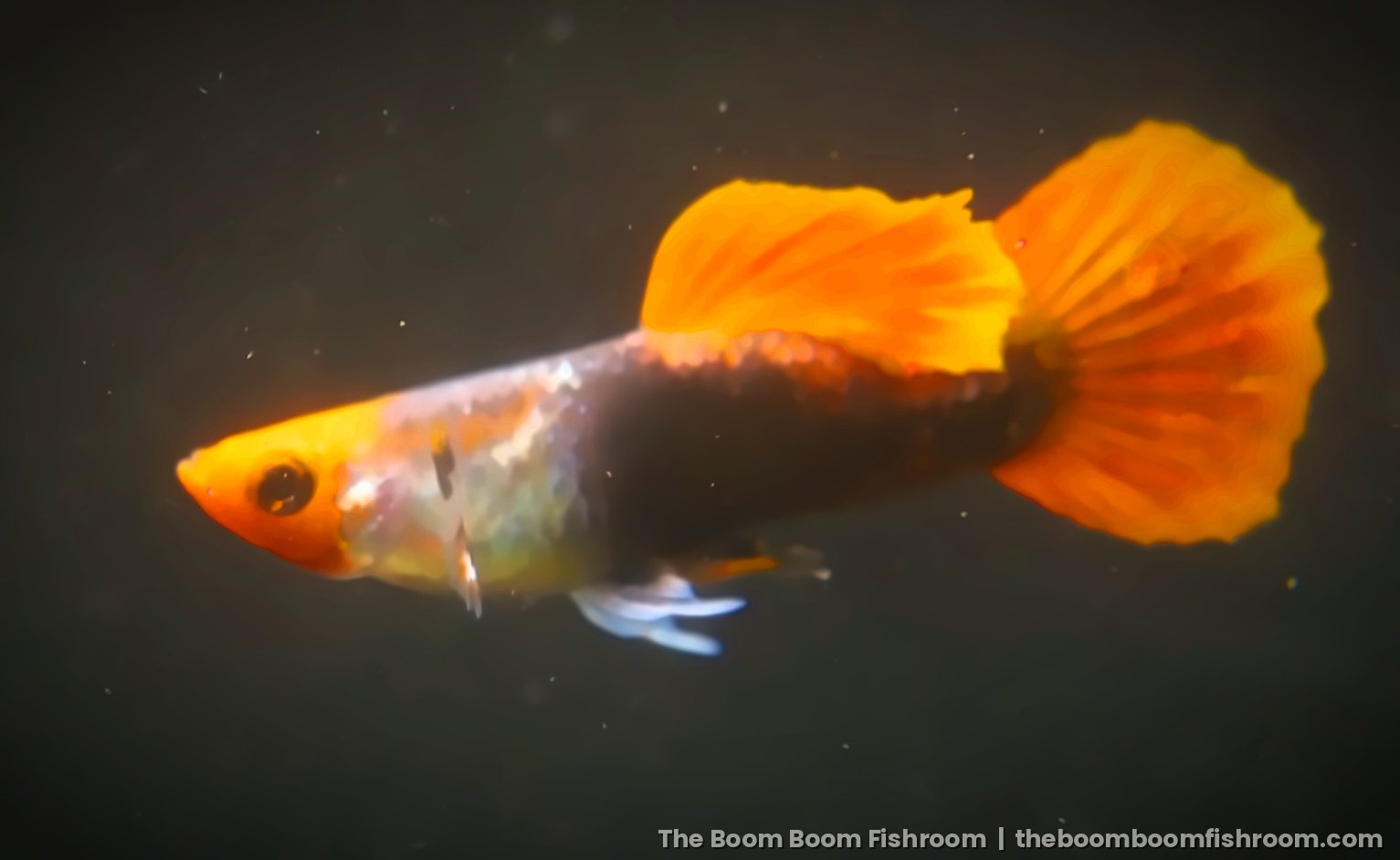 Koi Tuxedo guppy male with an orange head and tail and a black body