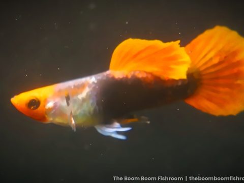 Koi Tuxedo Guppy