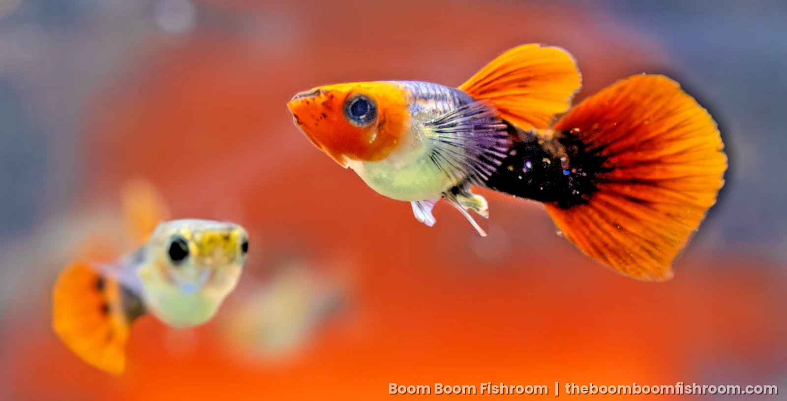 Mixed guppy male with an orange head and tail