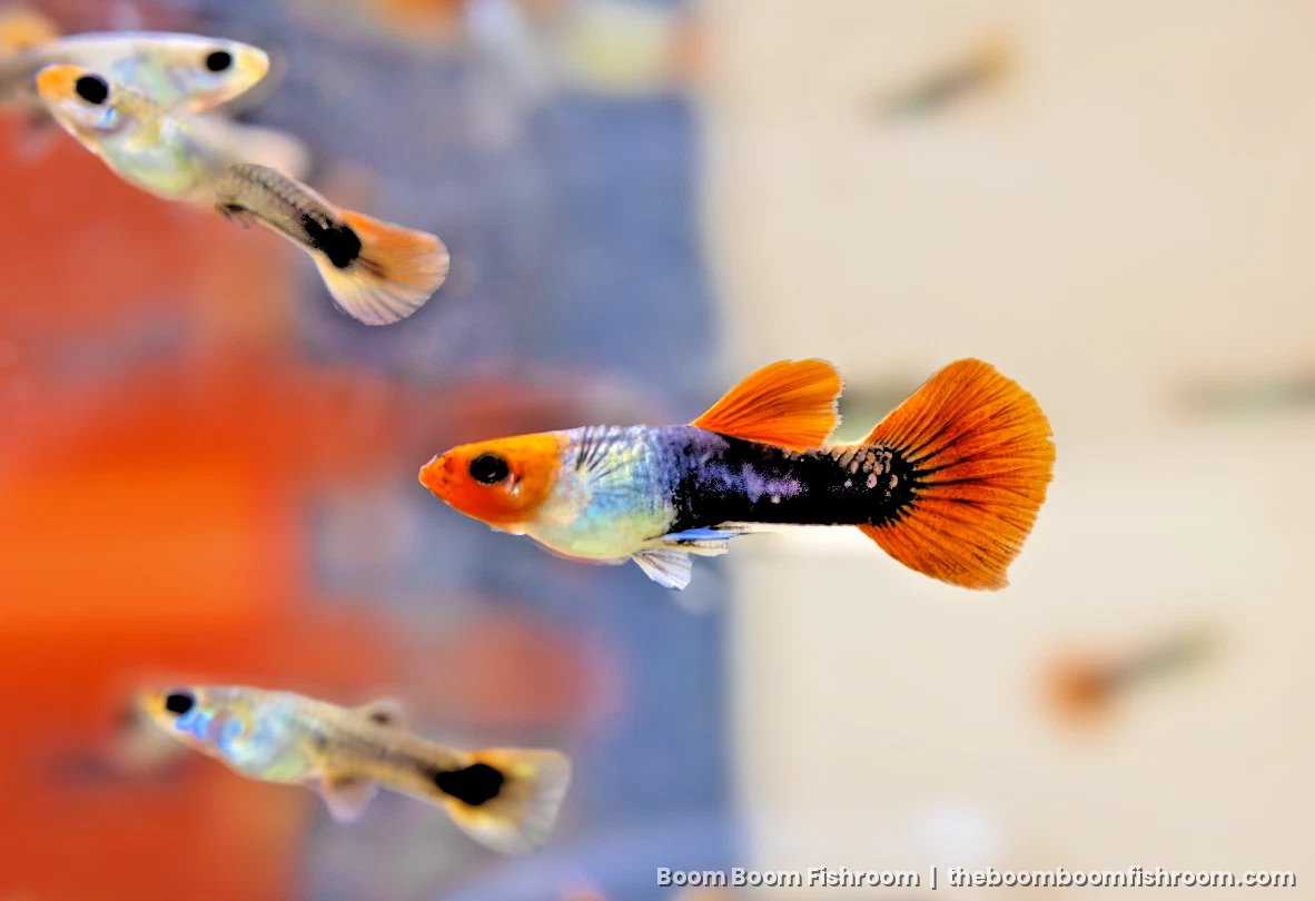 Mixed guppy male with an orange tail
