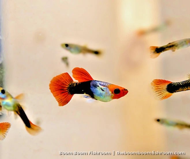 Mixed guppy male against a light background