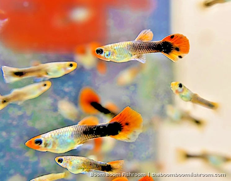 Group of mixed guppies