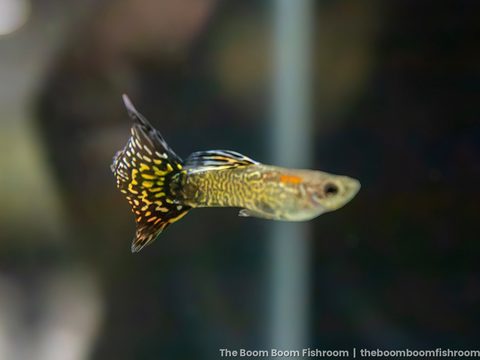 Red-Brown Mosaic Guppy