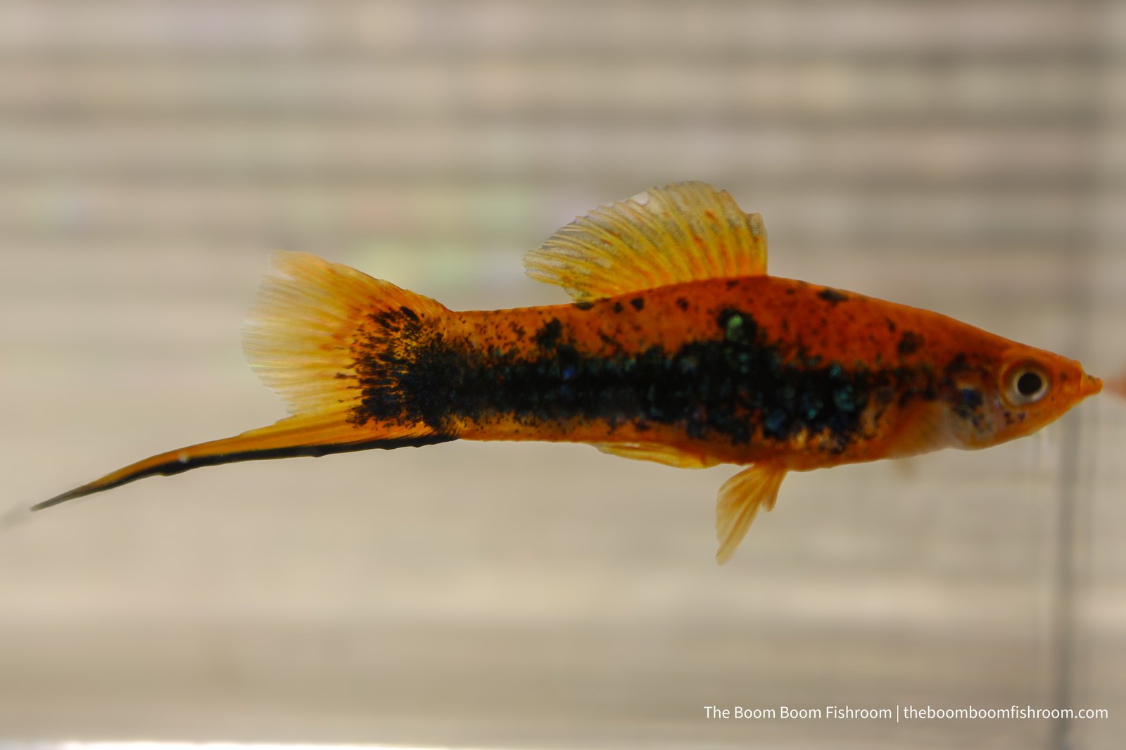 Red Tuxedo Swordtail male with a long sword tail